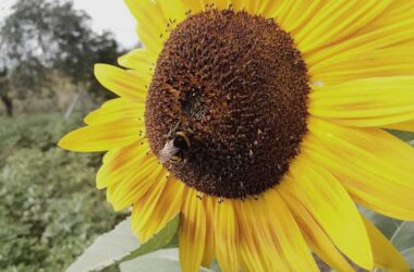 Wetterdienst bilanziert Sommer mit Hitzewellen und nassem Juli
