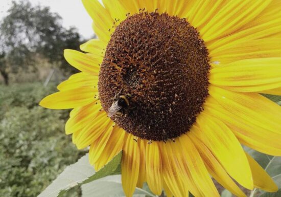 Wetterdienst bilanziert Sommer mit Hitzewellen und nassem Juli