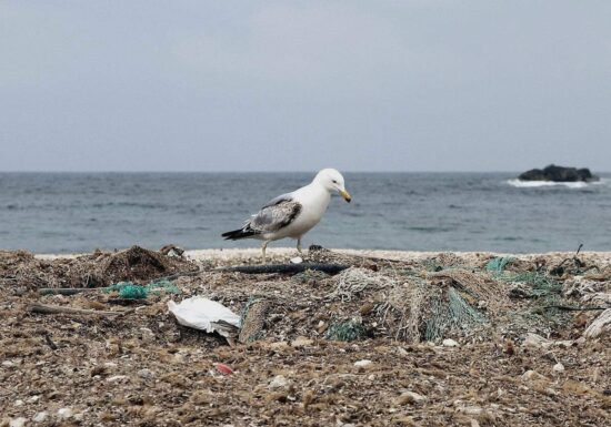 Meeresbiologin sieht "historische Chance" für UN-Plastikabkommen