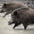 Wildschweine werden zur Plage in Wohngebieten