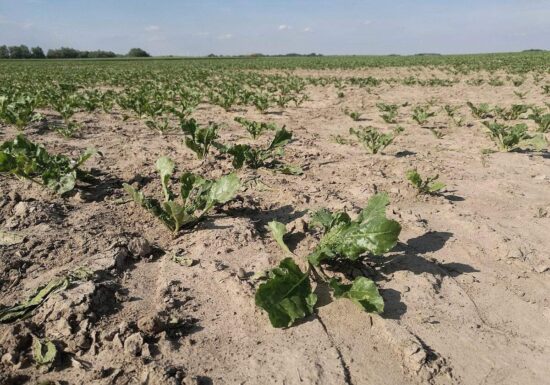Sommerregen füllt Grundwasserspeicher nicht hinreichend auf