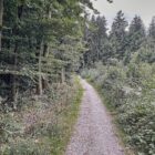 Studie: Artenvielfalt im Wald schützt nicht automatisch vor Dürre