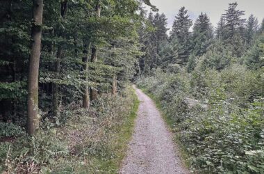 Studie: Artenvielfalt im Wald schützt nicht automatisch vor Dürre