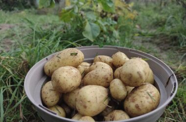 Größte Kartoffelernte seit 25 Jahren erwartet