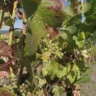 Deutschland startet Weinbau-Initiative im EU-Agrarrat