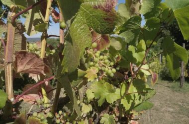 Deutschland startet Weinbau-Initiative im EU-Agrarrat