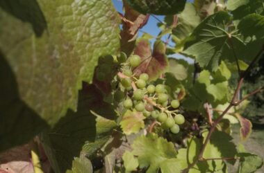 Weinernte 2025 voraussichtlich üppiger