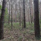 Baumschulfläche sinkt deutlich - rund elf Prozent weniger Betriebe