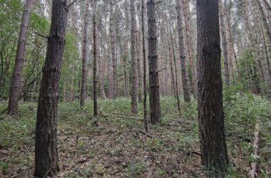 Baumschulfläche sinkt deutlich - rund elf Prozent weniger Betriebe