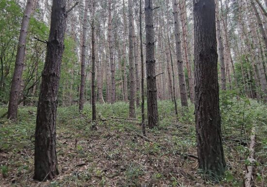 Baumschulfläche sinkt deutlich - rund elf Prozent weniger Betriebe