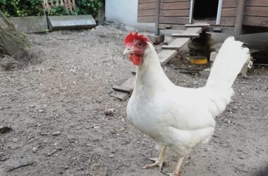 FLI: Hohes Risiko für Vogelgrippe-Ausbrüche in Geflügelhaltungen