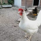 Agrarminister schließt bundesweite Stallpflicht nicht aus