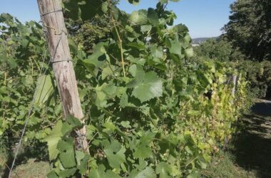 Deutsche Winzer leiden unter US-Zöllen