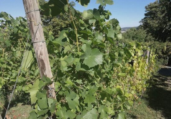 Deutsche Winzer leiden unter US-Zöllen