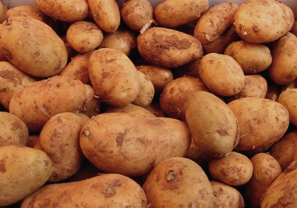 CSU fordert nationale Kartoffel-Reserve statt Erntevernichtung