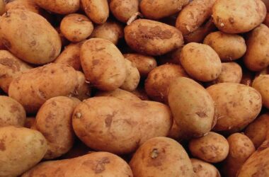 CSU fordert nationale Kartoffel-Reserve statt Erntevernichtung