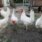 Eierproduktion in Deutschland von Bodenhaltung dominiert