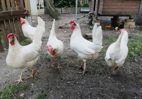 Eierproduktion in Deutschland von Bodenhaltung dominiert