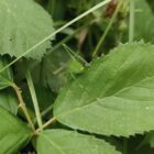 BUND legt bei Biodiversitäts-Verfassungsbeschwerde nach