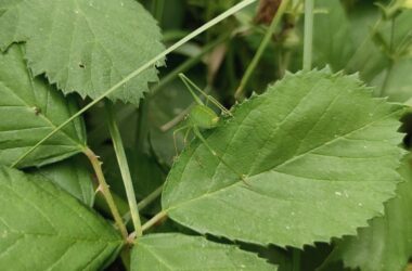 BUND legt bei Biodiversitäts-Verfassungsbeschwerde nach