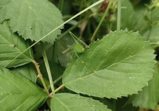 BUND legt bei Biodiversitäts-Verfassungsbeschwerde nach