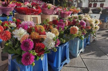 Blumenproduktion in Deutschland rückläufig