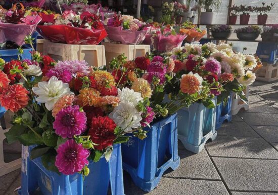 Blumenproduktion in Deutschland rückläufig