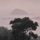 Deutschland stellt eine Milliarde für Tropenfonds bereit