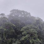 Schneider verteidigt Fehlen konkreter Summe zum Tropenwald-Fonds