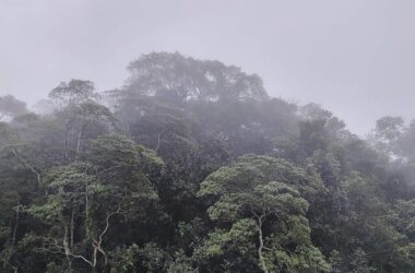 Schneider verteidigt Fehlen konkreter Summe zum Tropenwald-Fonds