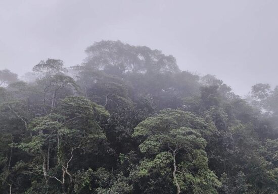 Schneider verteidigt Fehlen konkreter Summe zum Tropenwald-Fonds