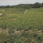 Bauernpräsident Rukwied: "Weinbau ist in der größten Krise"