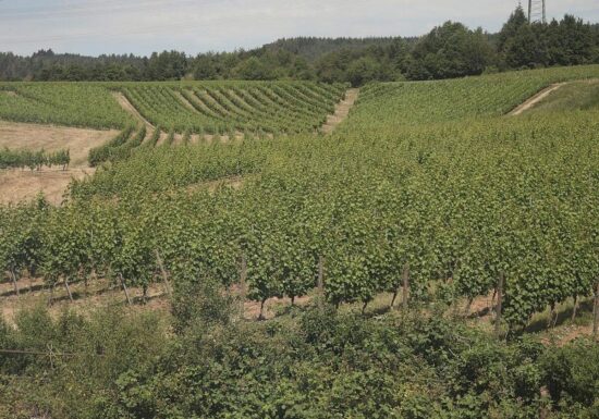 Bauernpräsident Rukwied: "Weinbau ist in der größten Krise"