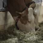 Erzeugerpreise landwirtschaftlicher Produkte gesunken