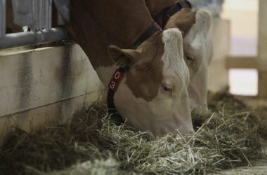 Erzeugerpreise landwirtschaftlicher Produkte gesunken