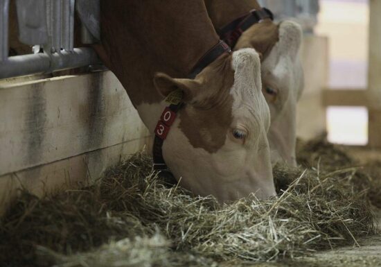 Erzeugerpreise landwirtschaftlicher Produkte gesunken
