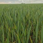 Anbau von Wintergetreide stagniert