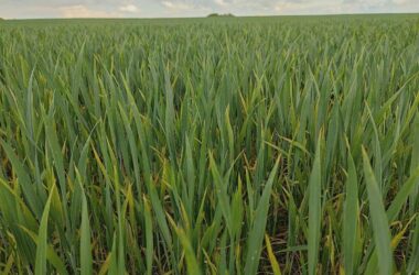 Anbau von Wintergetreide stagniert