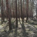 Forscher pochen auf zügige CO2-Entnahme aus der Atmosphäre