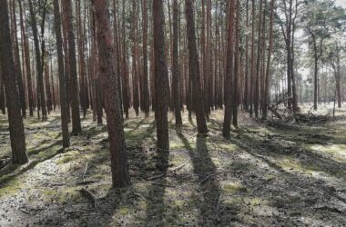 Forscher pochen auf zügige CO2-Entnahme aus der Atmosphäre