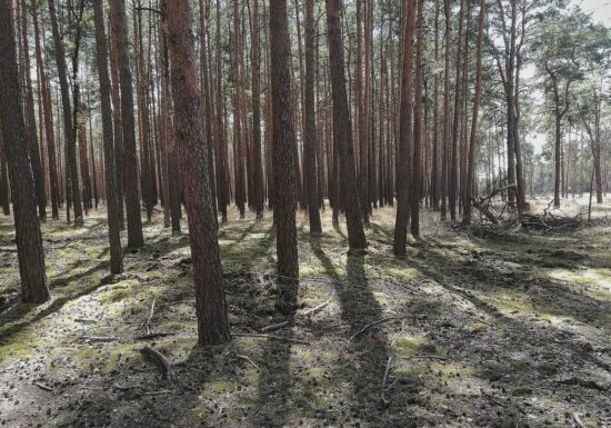 Forscher pochen auf zügige CO2-Entnahme aus der Atmosphäre