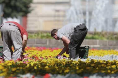 Weniger Torf in Blumenerden und Kultursubstraten