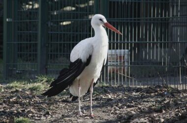 NRW-Umweltminister in Sorge um Störche