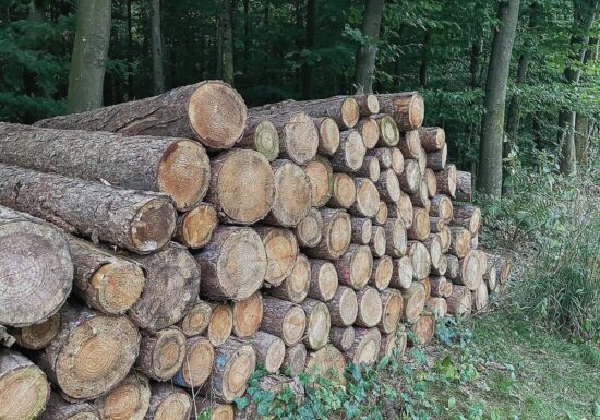 In deutschen Wäldern muss mehr abgeholzt werden