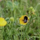 Forscher: Hummeln sind effiziente Entscheider