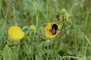 Forscher: Hummeln sind effiziente Entscheider