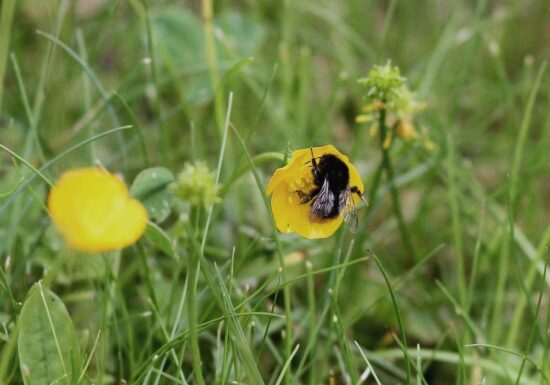 Forscher: Hummeln sind effiziente Entscheider
