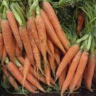 Gemüseernte steigt 2025 auf neuen Höchststand