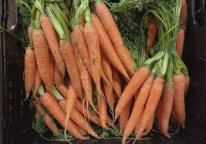 Gemüseernte steigt 2025 auf neuen Höchststand