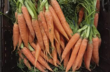 Gemüseernte steigt 2025 auf neuen Höchststand